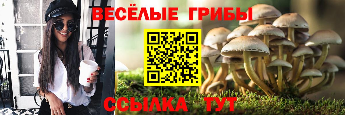 Камышлов  закладка  Вход с VPN  Псилоцибиновые грибы Psilocybe 